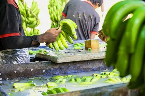 Man hand close up preparing to pack bananas in a farm. Workers are working .. Stock Photos