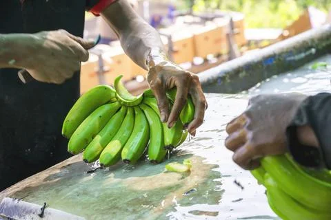 Man hand close up preparing to pack bananas in a farm. Workers are working .. Foto stock