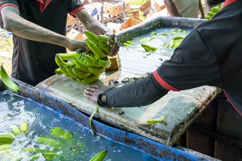 Man hand close up preparing to pack bananas in a farm. Workers are working .. Stock Photos