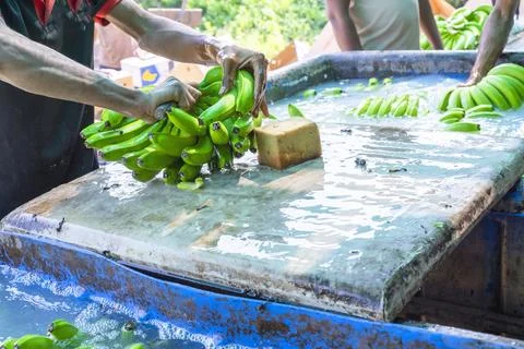 Man hand close up preparing to pack bananas in a farm. Workers are working .. Stock Photos