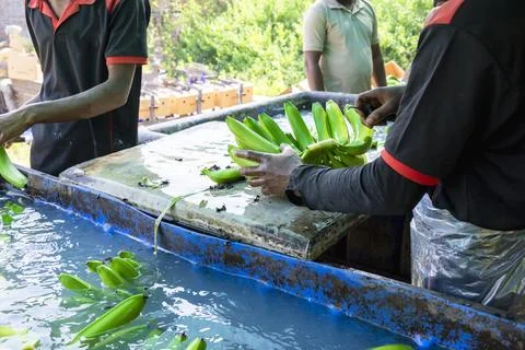 Man hand close up preparing to pack bananas in a farm. Workers are working .. Stock Photos