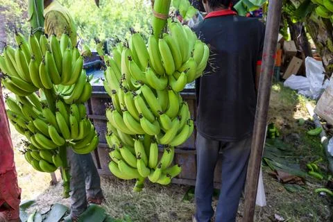 Man hand close up preparing to pack bananas in a farm. Workers are working .. Fotos Stock