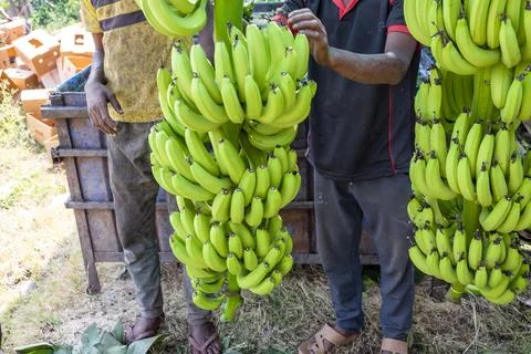Man hand close up preparing to pack bananas in a farm. Workers are working .. Stock Photos