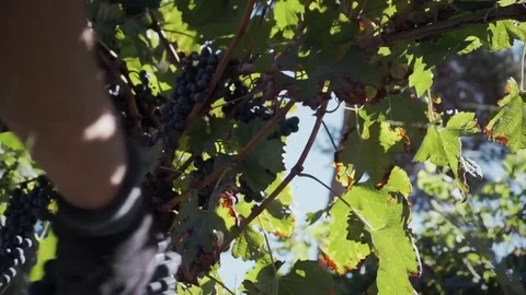 Man hand cutting  bunch of grape Stock Footage 79969593