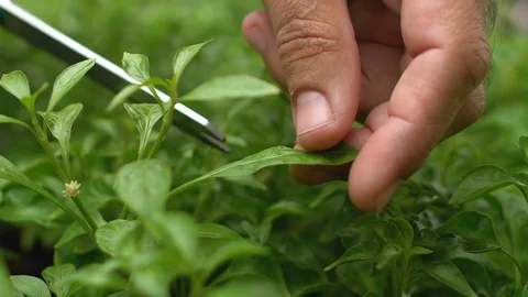 Man hand cutting leaf from plant, organic farming, producing healthy nutrition Video stock 119295256