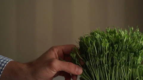 Man hand cutting some peas. Micro green. Video stock 143255479