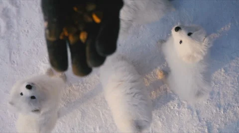Man with hand feeding of puppies in the outdoor Stock Footage 59794456