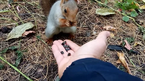 Man hand feeding squirrel Stock Footage 117828593