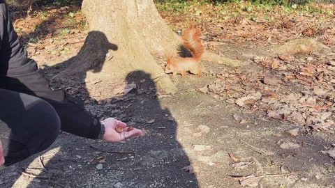 Man Hand Feeding Wild Squirrel with Nuts in Park Stock Footage 337550694