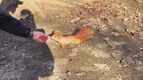 Man Hand Feeding Wild Squirrel with Nuts in Park Stock Footage 337553198
