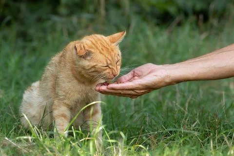 A man hand-feeds a red stray cat with a broken ear in the park.The concept .. Stock Photos