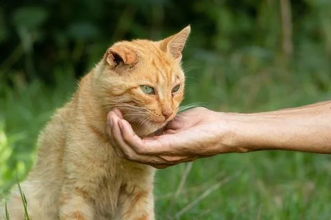 A man hand-feeds a red stray cat with a broken ear in the park.The concept of Stock Photos