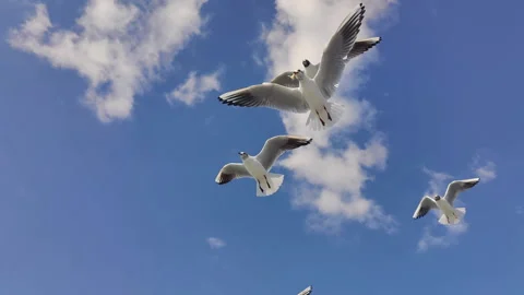 Man Hand Feeds Seagulls Flying in the Air with Pieces of Bread Stock Footage 301258114