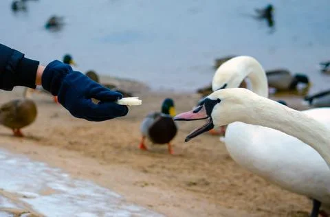 Man hand feeds a white swan with bread on the river bank, early winter. Stock Photos