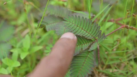 Man hand finger touching Sensitive plant or Mimosa pudica close up view Stock Footage 149341559