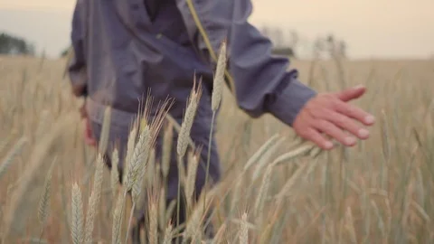 Man hand going wheat field. Male hand touching ears of rye closeup. Farmer 스톡 동영상 100951239