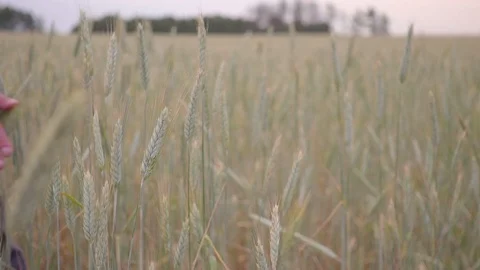 Man hand going wheat field. Male hand touching ears of rye closeup. Farmer Video stock 100951666
