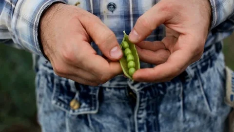 Man Hand Hold Cracked Pea Pod Stock Footage 77996382