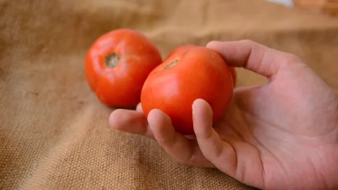 Man hand holding and checks the quality of red tomato Stock Footage 137326229