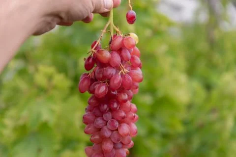 Man hand holding bunch of red grapes Stock Photos