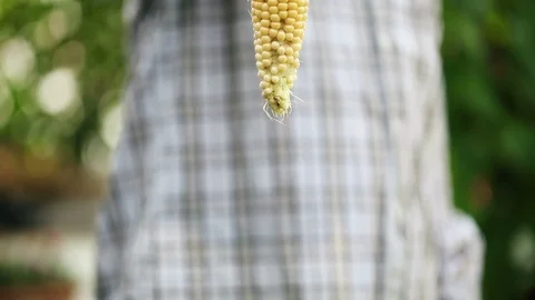 Man in Hand holding an ear of corn Stock Footage 93387006