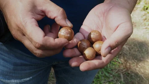Man hand holding macadamia nut in natural. Stock Footage 168134160