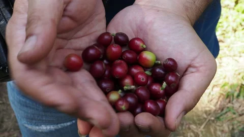 Man hand holding  red coffee beans Stock Footage 168134576