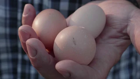 Man hand holding three eggs Stock Footage 137091763