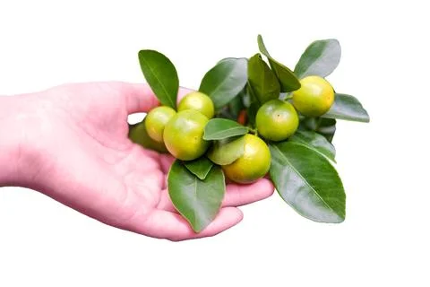 Man hand holds mandarin fruit, homemade citrus plant, isolated on a white bac Stock Photos