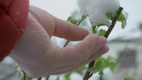 Man hand inspects raspberry bush after snowfall Stock Footage 313735157