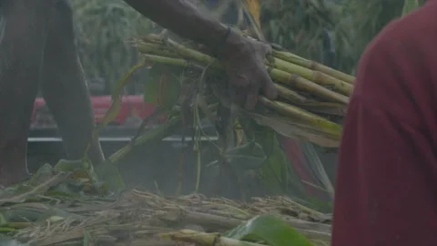 Man hand lifting corn silage for cropping in plant Stock Footage 209813053