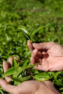 Man hand pick tea leaf Stock Photos