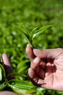 Man hand pick tea leaf Stock Photos