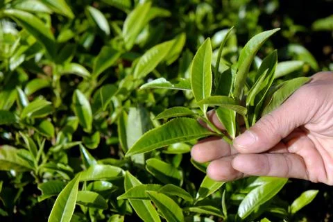 Man hand pick tea leaf Stock Photos