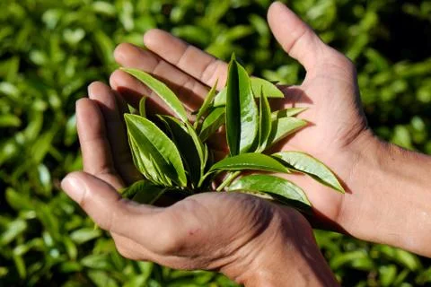 Man hand pick tea leaf Stock Photos
