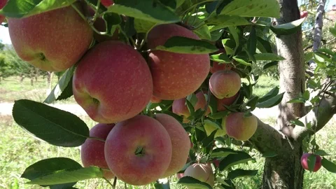 Man hand picking an apple tree Stock Footage 90121606