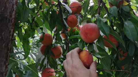 Man hand picking a ripe peach from peaches tree. Picking peach fruit in summe Stock Footage 140821217