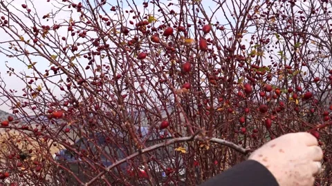 Man hand picking wild rose hip in a nature. 動画素材 142669308