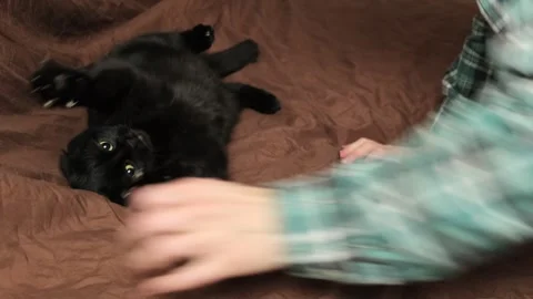 Man hand playing with a black cat pet and funny cat bites Stock Footage 297745331