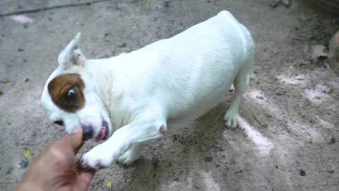 Man hand Playing with Cute Jack Russell Terrier dog. Stock Footage 132242811