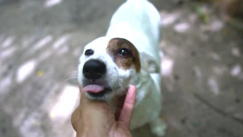 Man hand Playing with Cute Jack Russell Terrier dog. Video stock 132243273