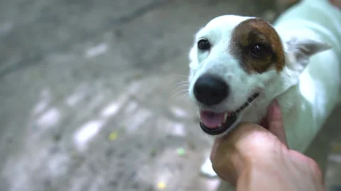Man hand Playing with Cute Jack Russell Terrier dog. Stock Footage 132243298