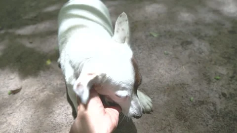 Man hand Playing with Cute Jack Russell Terrier dog. Stock Footage 132243571