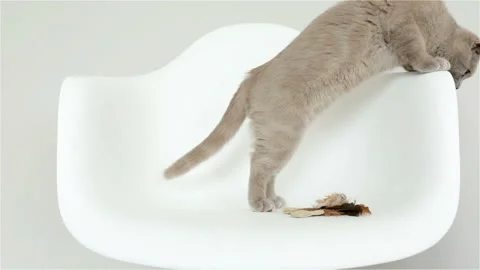 Man Hand Playing With Cute Tabby Purple Scottish Fold Kitten. Stock-Footage 123696295
