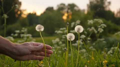 Man hand pluck field weed Stock Footage 91207797