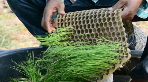 Man hand pull young rice from seed tray Stock Footage 42338771