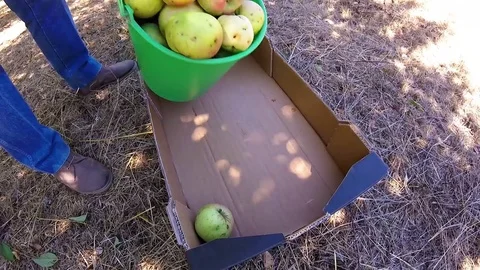 Man hand put apples in box in garden Video stock 81199158