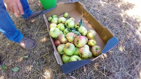 Man hand put apples in box in garden Stock-Footage 81199185