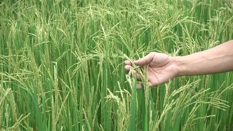 Man hand with rice field. Stock Footage 105007619