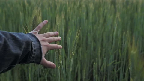 Man hand running gently over unripe spikelets wheat field outdoors close up Stock Footage 219407860